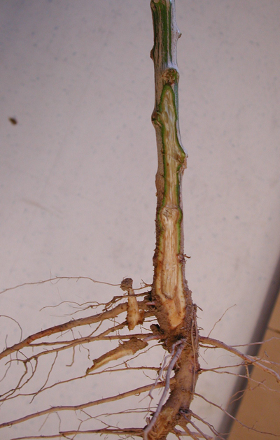Fig. 3: Photograph showing discoloration of vascular tissue (xylem) cause by Verticillium wilt.